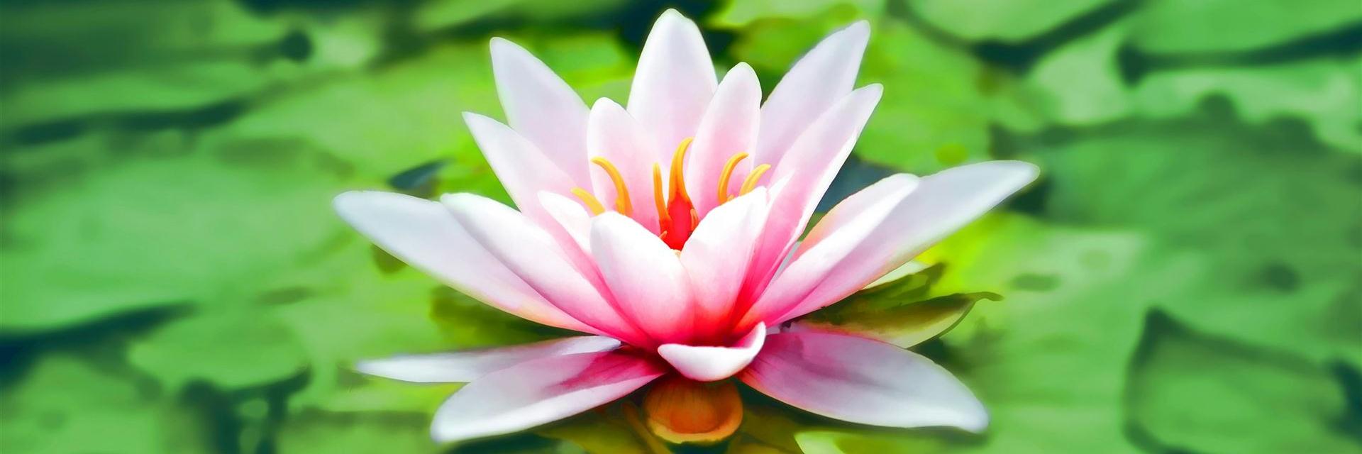 Nahaufnahme Fotografie Von Rosa Lotus