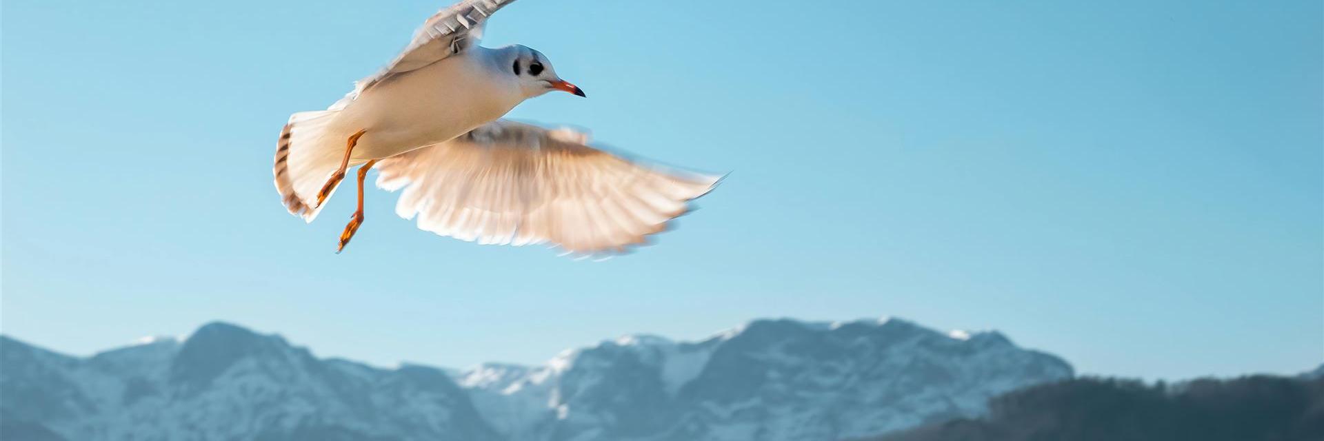 Weißer Und Brauner Vogel Auf Luft